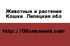 Животные и растения Кошки. Липецкая обл.